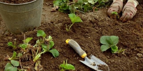 Kada presaditi jagode u jesen